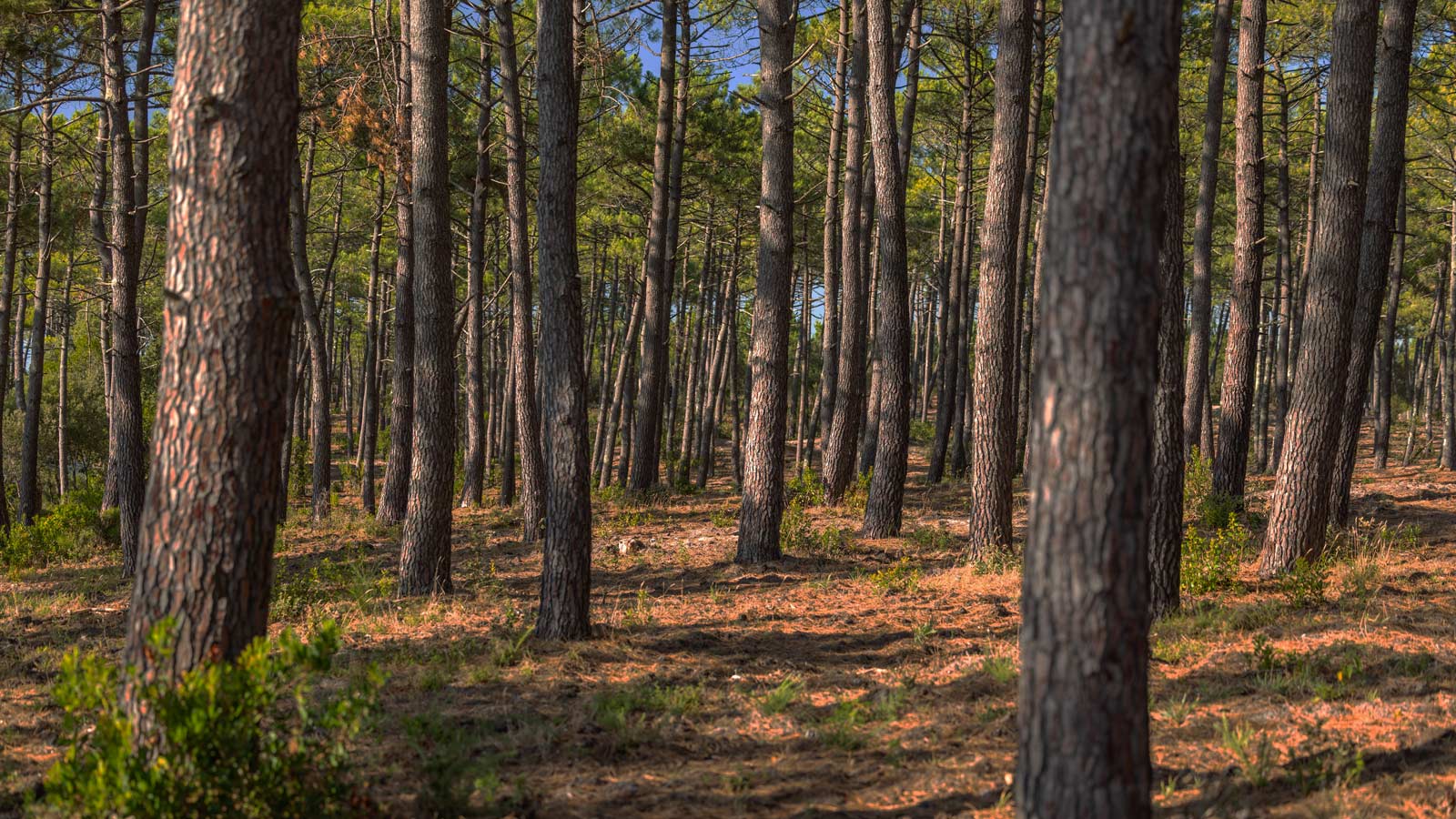 camping-bassin-arcachon-foret-poi-th